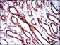 RPL18A Antibody